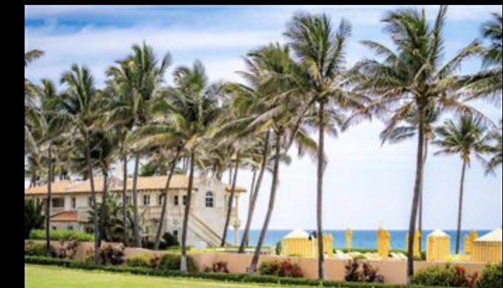 Beach Club palms